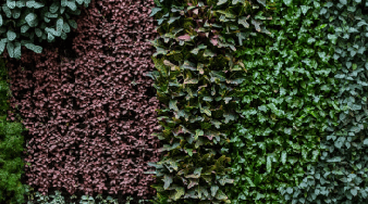 Image credit: Toby Smith/CCI