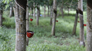 Natural rubber plantation indonesia David Johnston ZSL