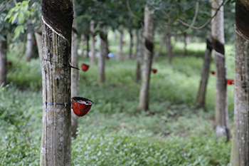 Natural rubber plantation Indonesia David Johnston ZSL