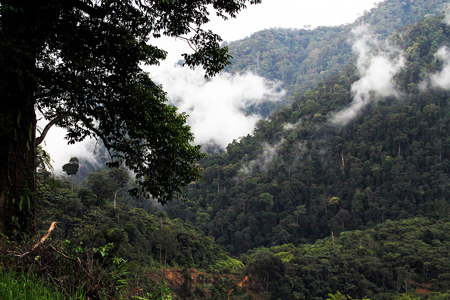 Sumatran Rainforest David Johnston ZSL