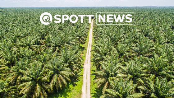 Palm oil indicator framework ZSL