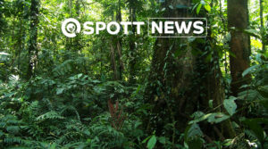 Aligned Accountability ZSL - rainforest photo by David J Johnston