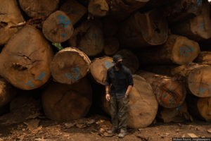 Giant ironwood trees felled PEru Amazon Mohsin Kazmi