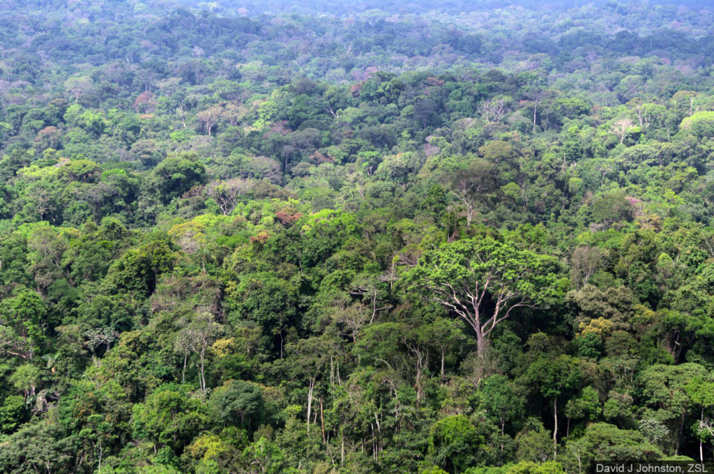 primary Amazon rainforest in Peru David J Johnston
