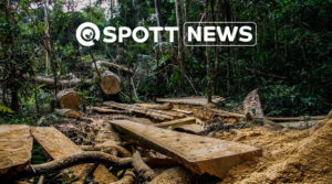 ZSL SPOTT timber company selections