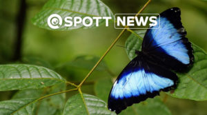 ZSL Morpho butterfly Amazon Rainforest David J Johnston