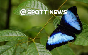 ZSL Morpho butterfly Amazon Rainforest David J Johnston