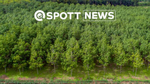 Natural rubber Indonesia ZSL SPOTT sustainability