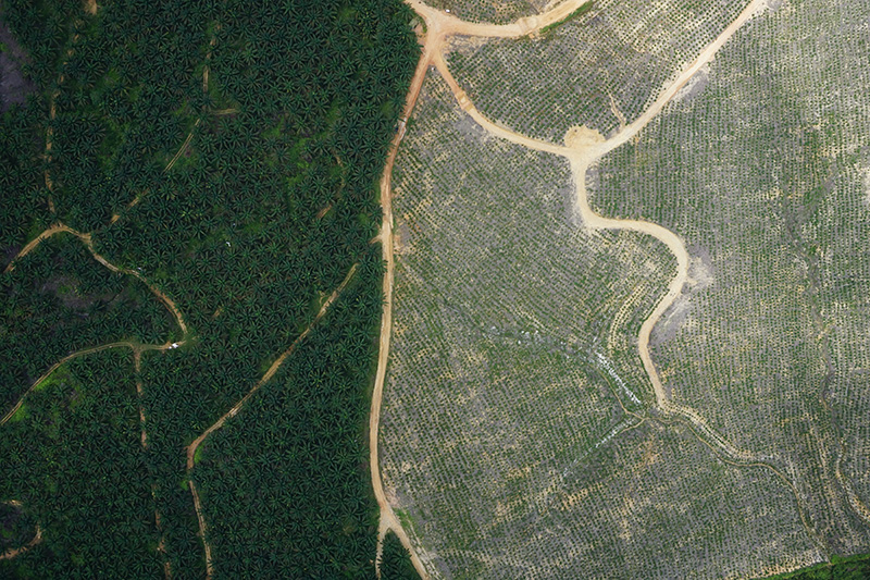 Palm oil plantation indonesia deforestation