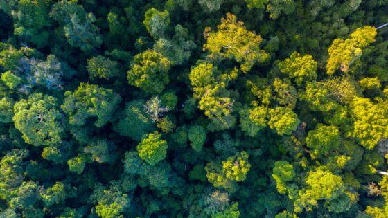 Sabah Rainforest in Borneo
