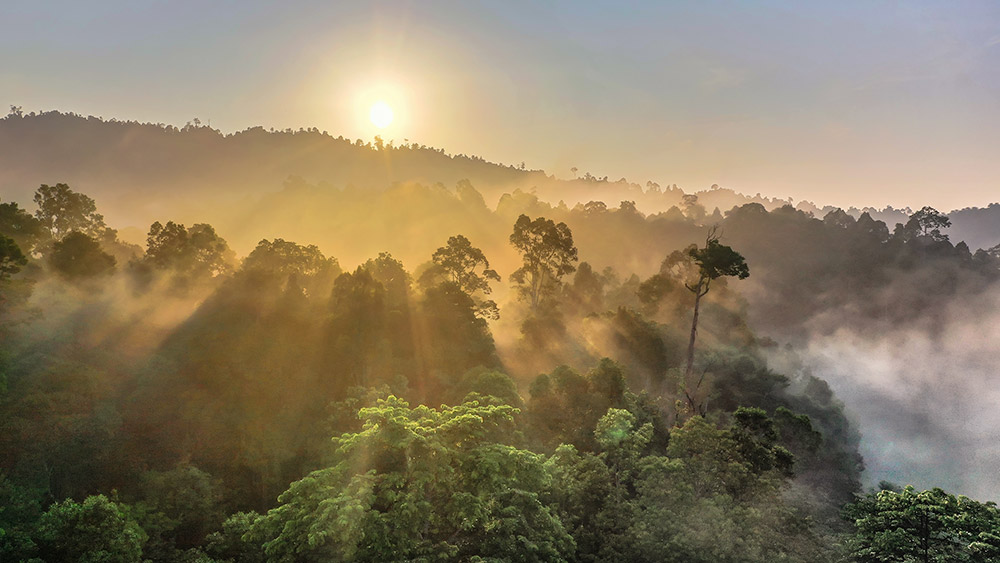 Healthy tropical forest in Indonesia