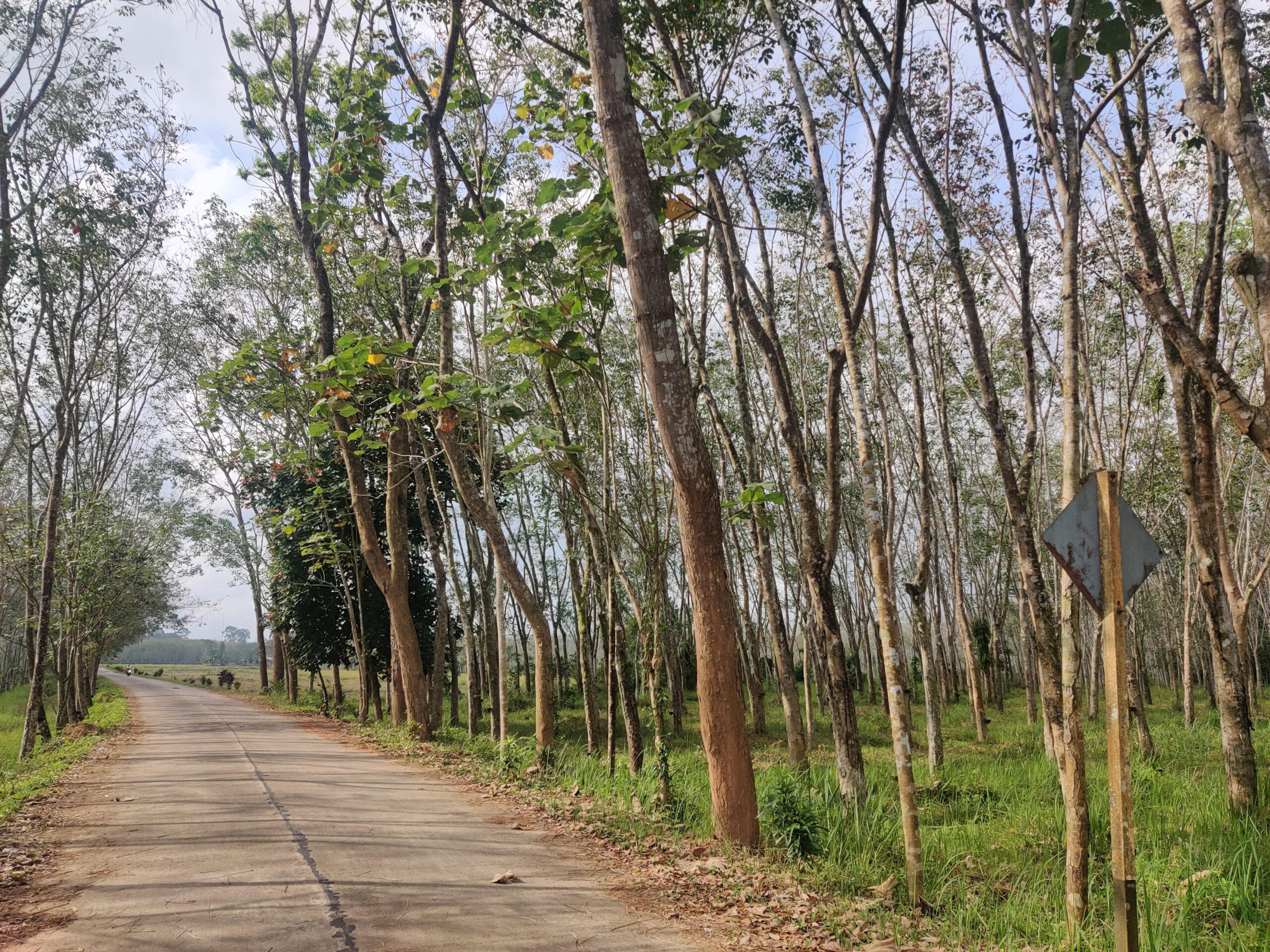 Natural rubber plantation in Thailand