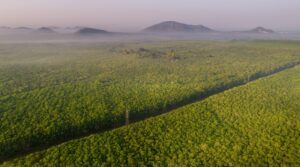 Rubber plantation