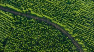 Eucalyptus plantation in Thailand