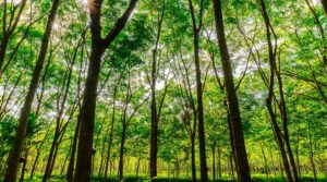 Natural rubber plantation
