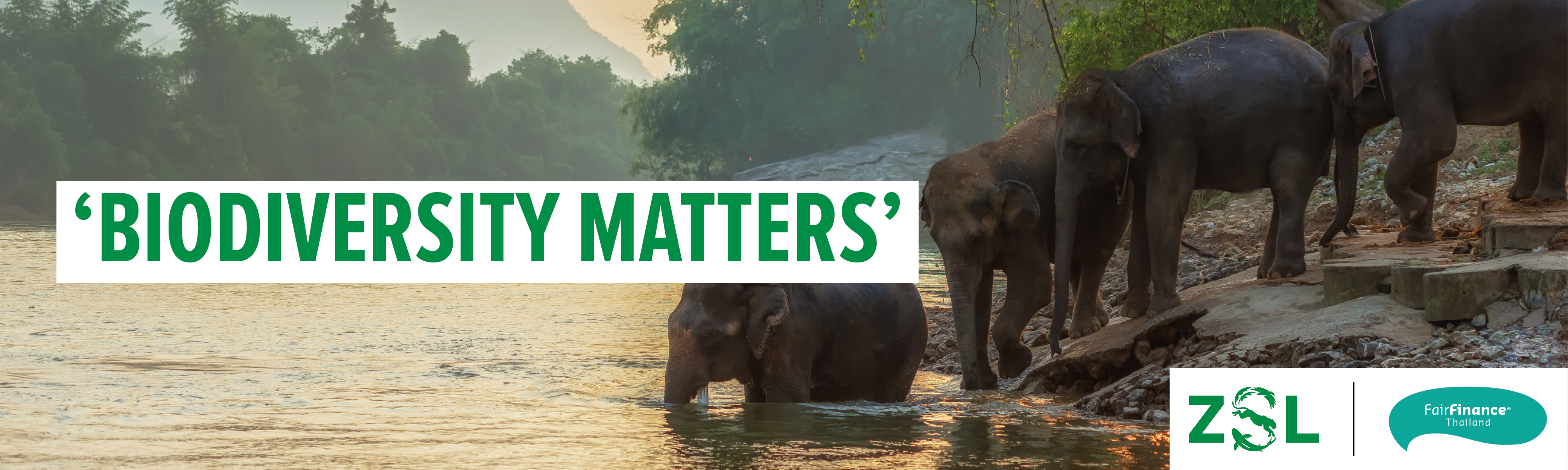 Wild elephants in the river in Kanchanaburi, Thailand