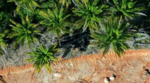 Deforestation and logging next to oil palm plantation