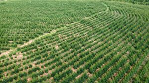 Young eucalyptus plantation in Brazil, a key source of timber and pulp, highlighting the importance of ESG transparency in sustainable forestry