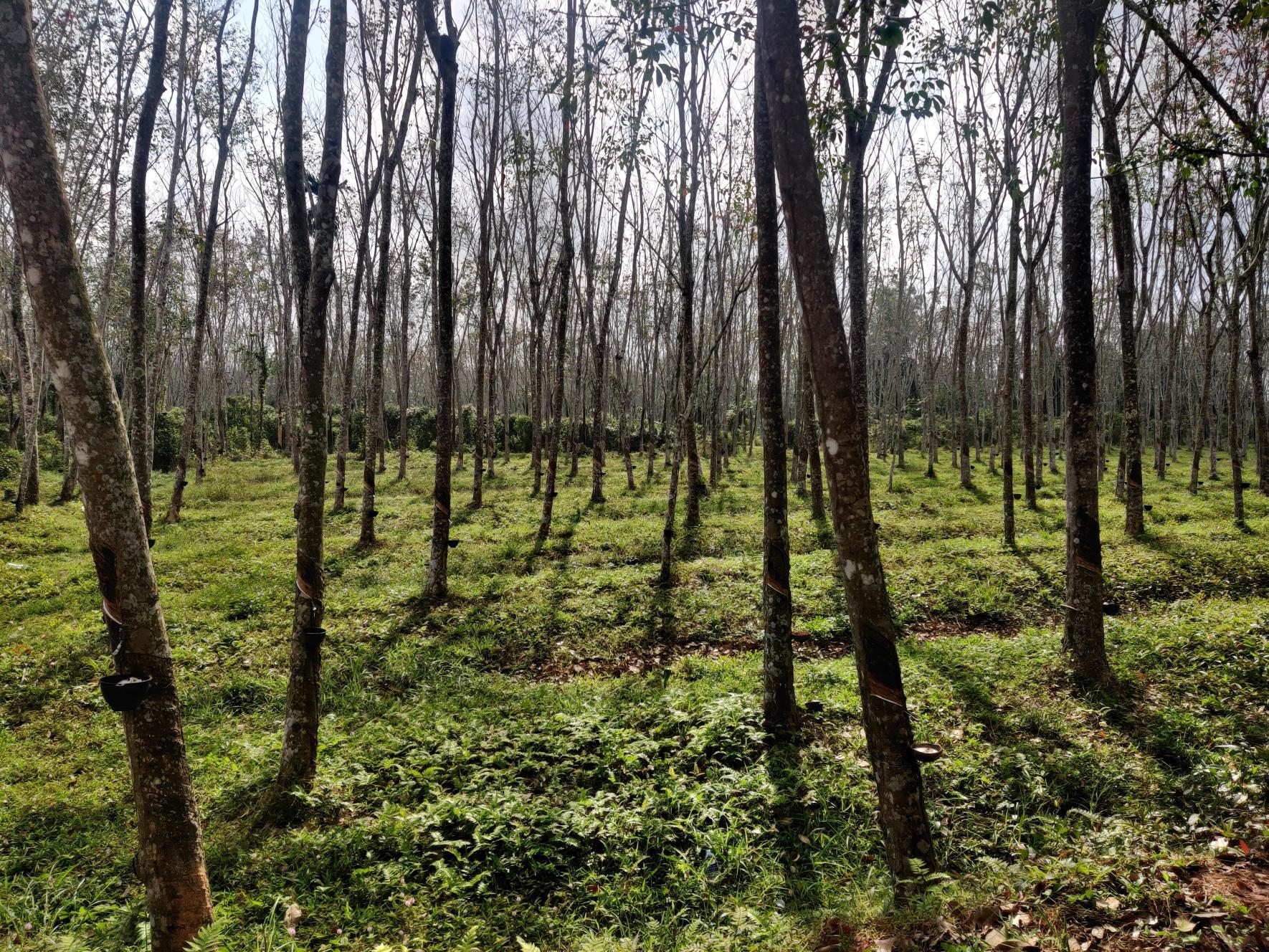Rubber plantation in Thailand