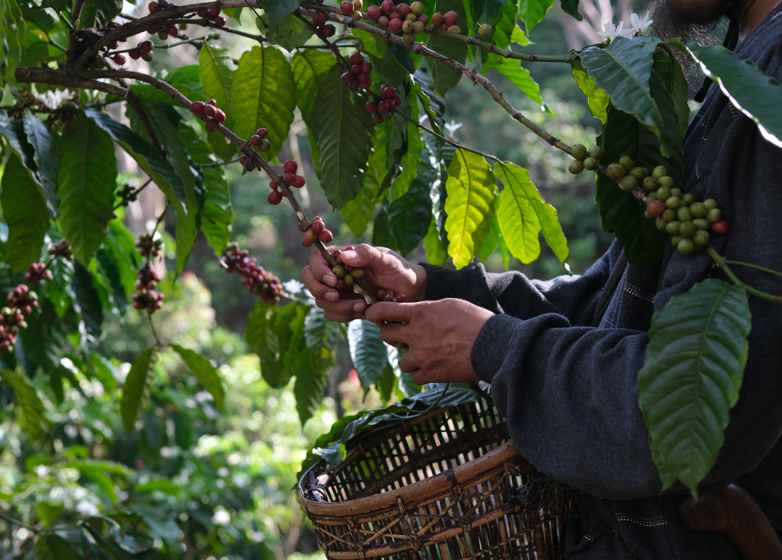 Coffee farming