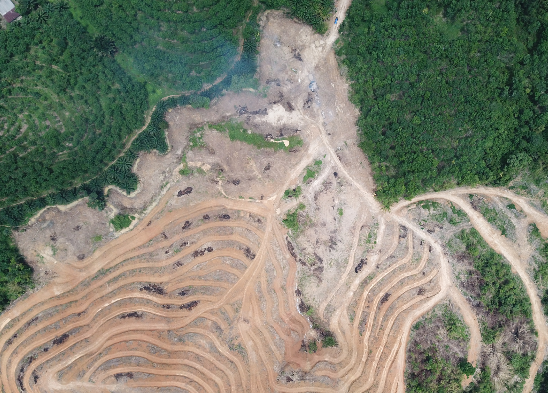 Deforestation in Borneo